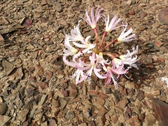 Brunsvigia comptonii