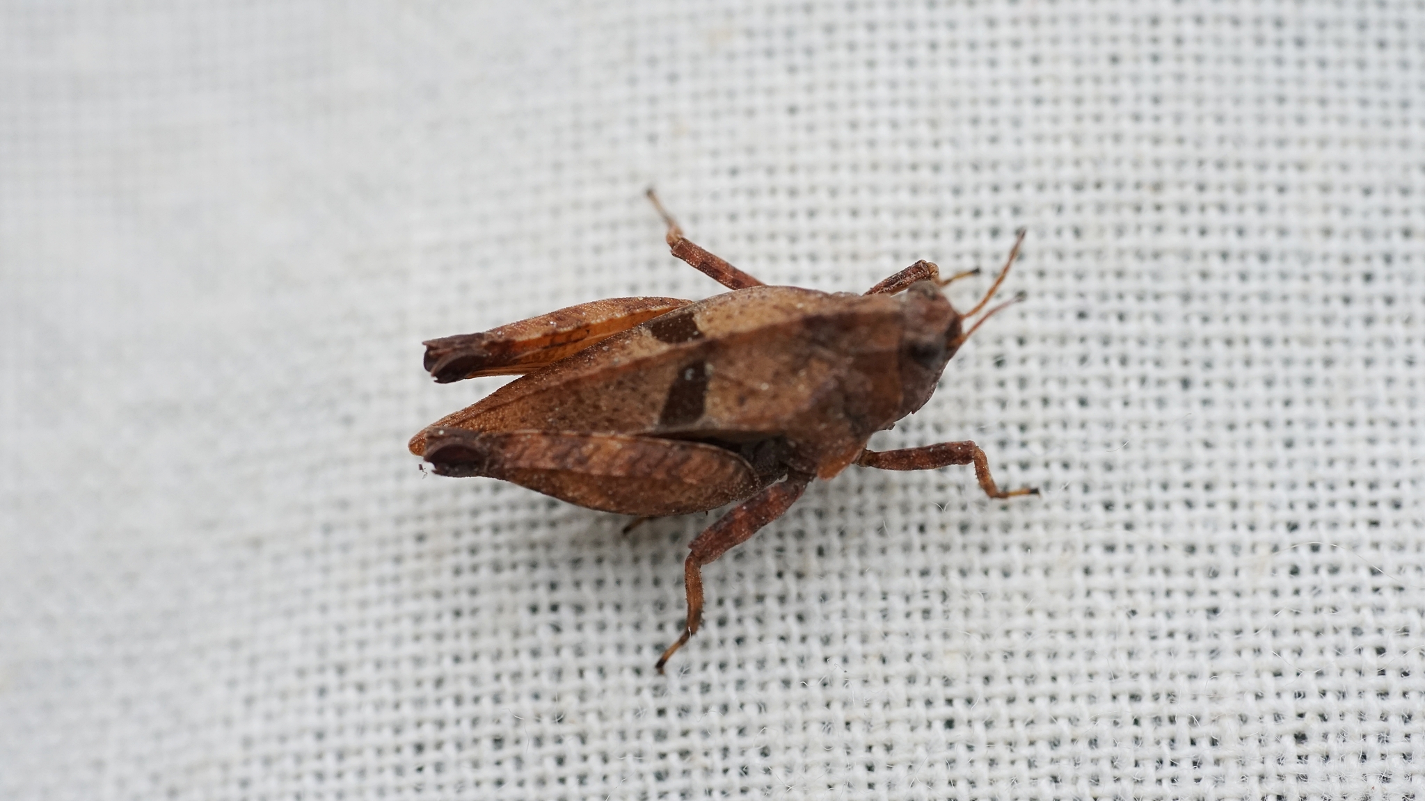 Tetrix bipunctata (Linnaeus, 1758)