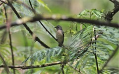 Dicaeum sanguinolentum