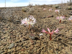 Brunsvigia comptonii