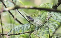 Dicaeum sanguinolentum