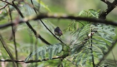 Dicaeum sanguinolentum