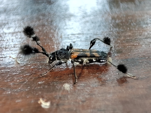 Mythodes plumosa