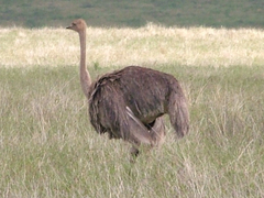 Struthio camelus massaicus
