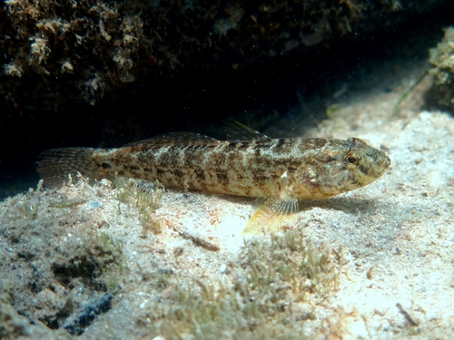 Grass goby (Zosterisessor ophiocephalus) — Gobiidae — 2