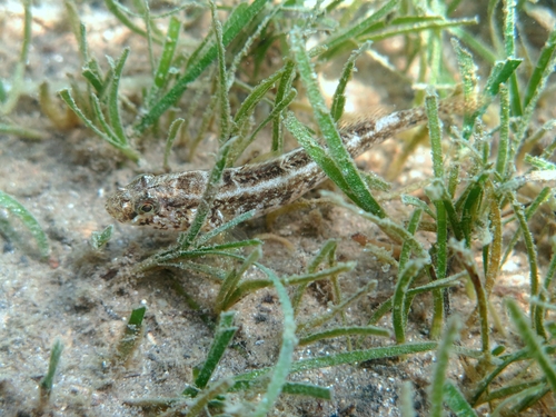 Grass goby (Zosterisessor ophiocephalus) — Gobiidae — 4