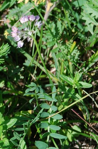Allium prostratum, photograph 5