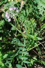 Allium prostratum, photograph (c) Татьяна Максимова, some rights reserved (CC BY)