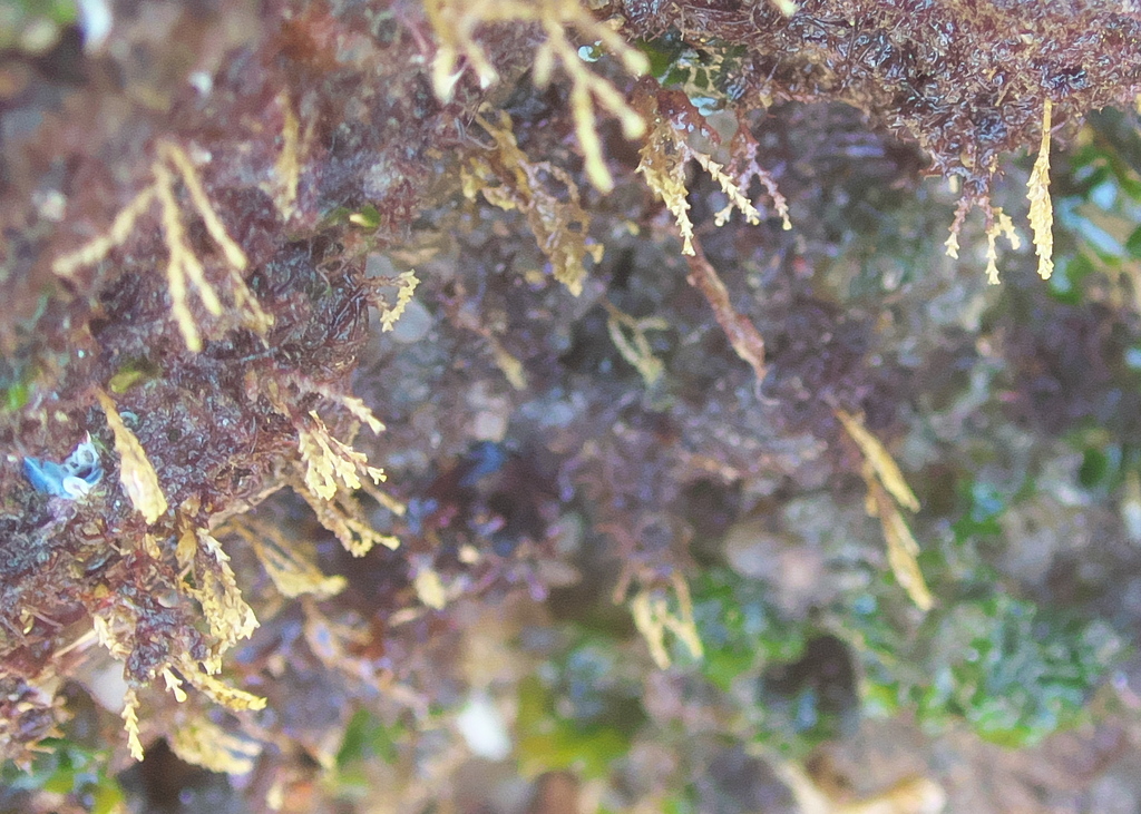 Turf Jellyweed