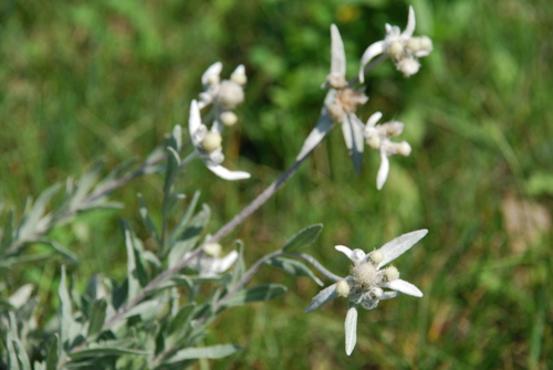 Image of Leontopodium leontopodioides by (c) Татьяна Максимова, some rights reserved (CC BY)