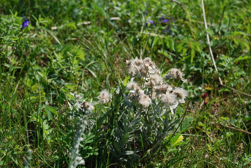 Image of Leontopodium leontopodioides by (c) Татьяна Максимова, some rights reserved (CC BY)