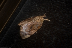 Crocidolomia suffusalis