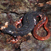 Southern Spectacled Salamander - Photo (c) Roberto Sindaco, some rights reserved (CC BY-NC-SA), uploaded by Roberto Sindaco