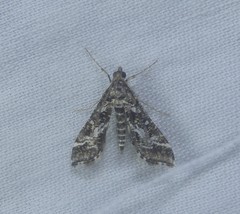 Diasemiopsis ramburialis