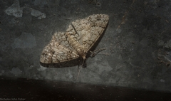 Myrioblephara desumpta