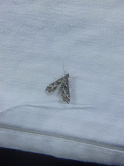 Diasemiopsis ramburialis