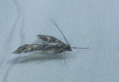 Diasemiopsis ramburialis