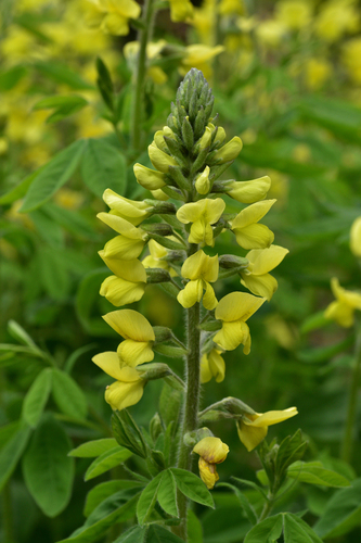 Thermopsis chinensis