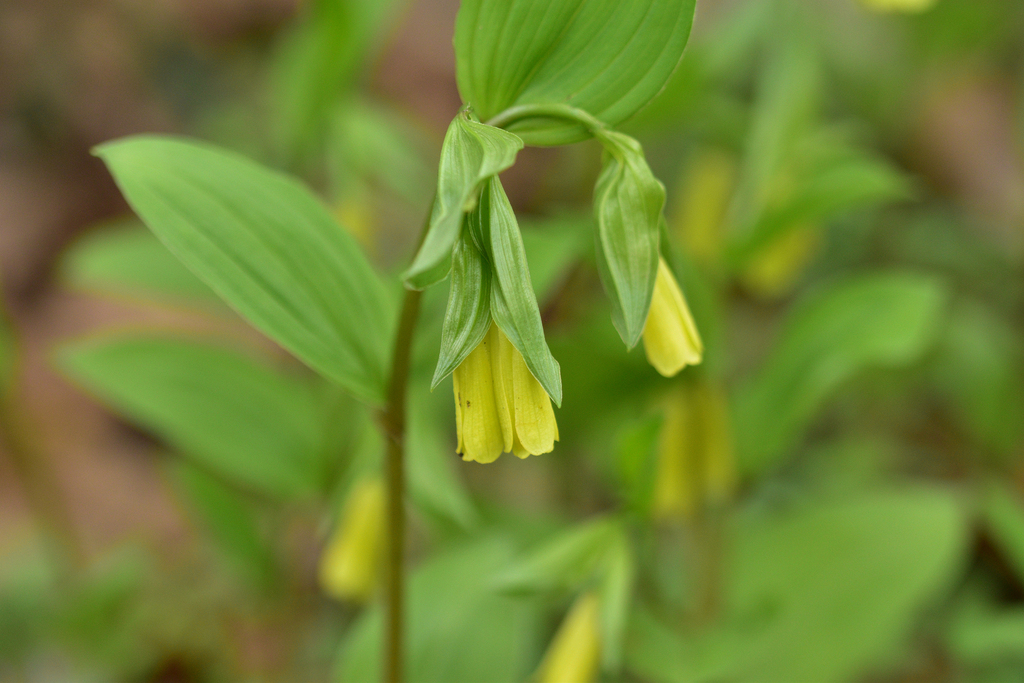 Korean fairy bells
