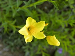 Linum flavum
