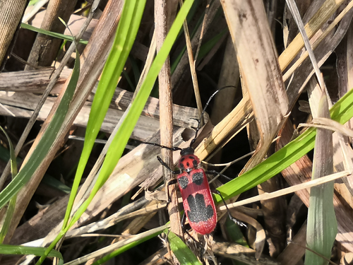 Purpuricenus lituratus