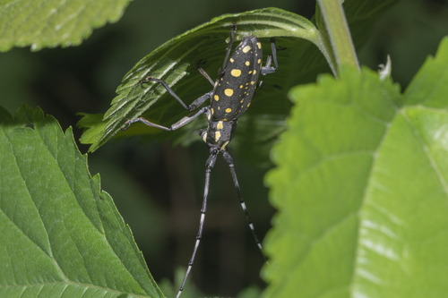 Psacothea hilaris hilaris