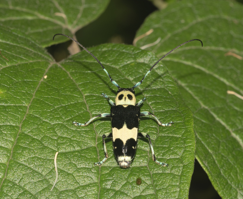 Paraglenea fortunei