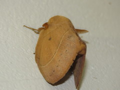 Philotherma rosa