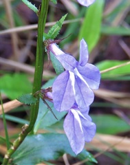 Lobelia apalachicolensis