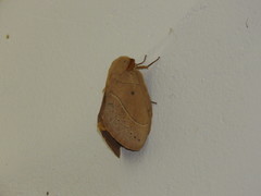 Philotherma rosa