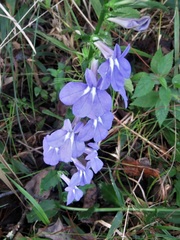 Lobelia apalachicolensis