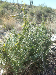 Metastelma arizonicum