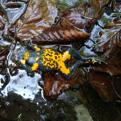 Bombina variegata pachypus
