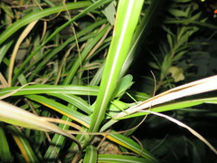 Parvarhynchus japonicus