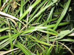 Parvarhynchus japonicus