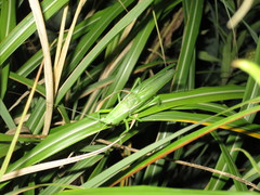 Parvarhynchus japonicus