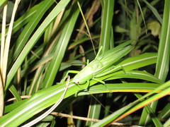 Parvarhynchus japonicus