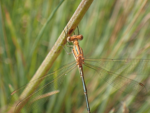 Common Spreadwing
