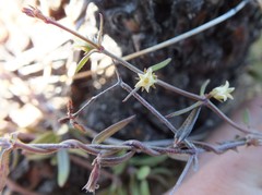 Metastelma arizonicum