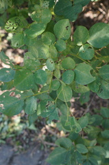 Dendrolobium umbellatum