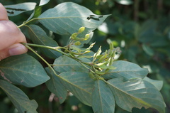Dendrolobium umbellatum