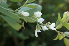 Dendrolobium umbellatum