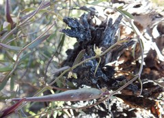 Metastelma arizonicum