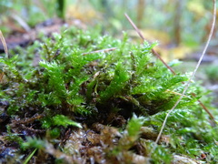 Plagiothecium cavifolium