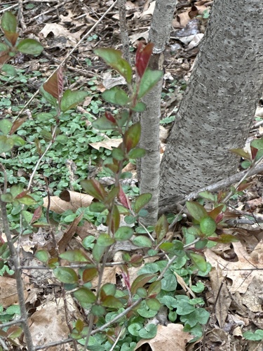Malus spectabilis, photograph 5