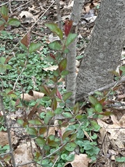 Malus spectabilis, photograph (c) betsyyyy, some rights reserved (CC BY)