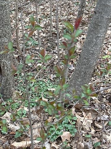 Malus spectabilis, photograph 6