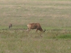 Alcelaphus buselaphus cokii