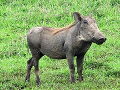 Phacochoerus africanus