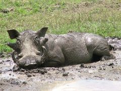 Phacochoerus africanus